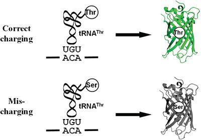 A Synthetic Reporter for Probing Mistranslation in Living Cells